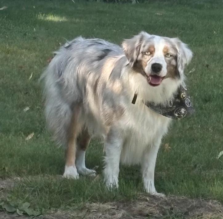 Enlarge 1056 Teeto, a Adoptable Australian Shepherd in South Beloit , IL image 4/6