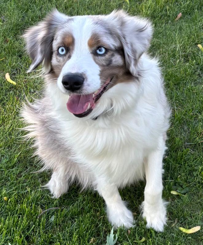 1056 Teeto, Adoptable, Young Male Australian Shepherd.