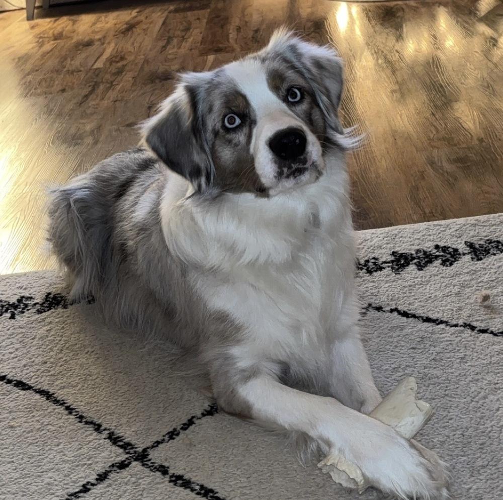 Enlarge 1056 Teeto, a Adoptable Australian Shepherd in South Beloit , IL image 5/6