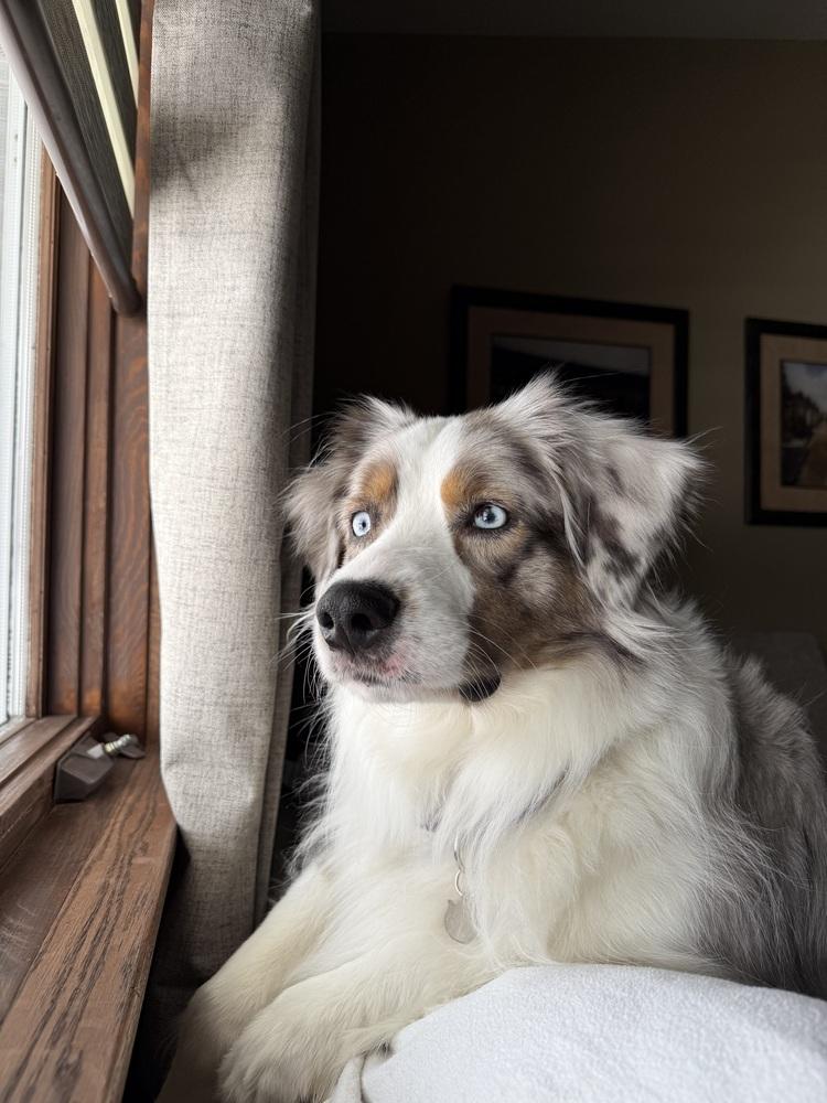 Enlarge 1056 Teeto, a Adoptable Australian Shepherd in South Beloit , IL image 6/6