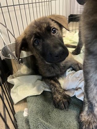 Scampi — thumbnail 2