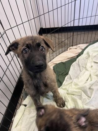 Scampi — thumbnail 3