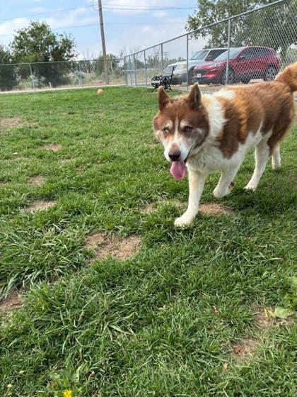 Duvin, Adoptable, Adult Male Siberian Husky & Mixed Breed.