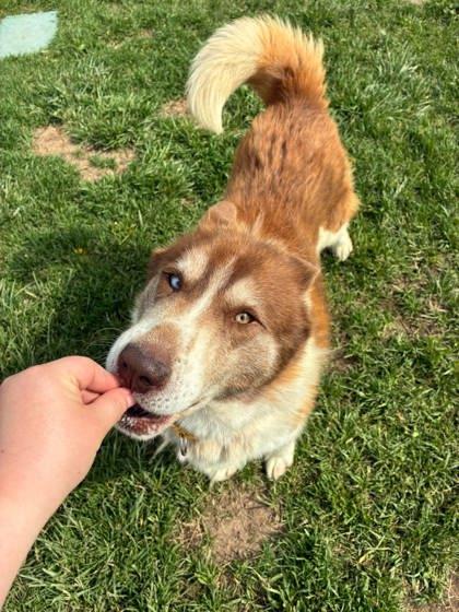 Duvin, a Adoptable mixed breed in Scottsbluff, NE image 3/3