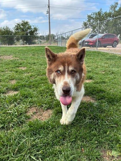 Enlarge Duvin, a Adoptable mixed breed in Scottsbluff, NE image 3/3