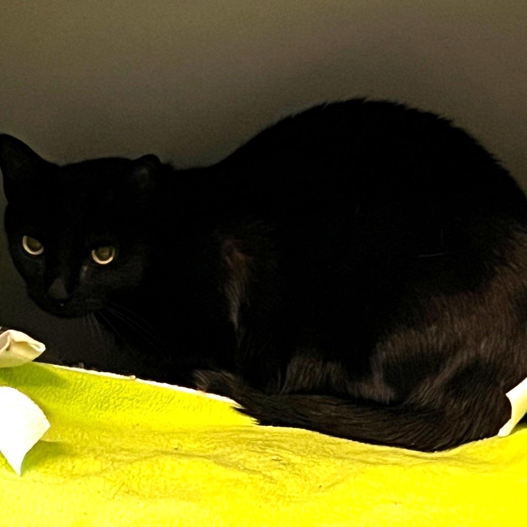 Desdemona, Adoptable, Adult Female Domestic Short Hair.