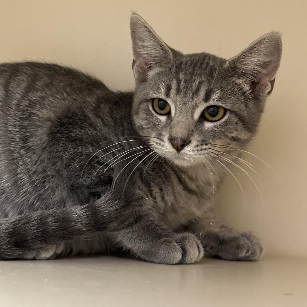 Auggie, Adoptable, Kitten Male Domestic Short Hair.