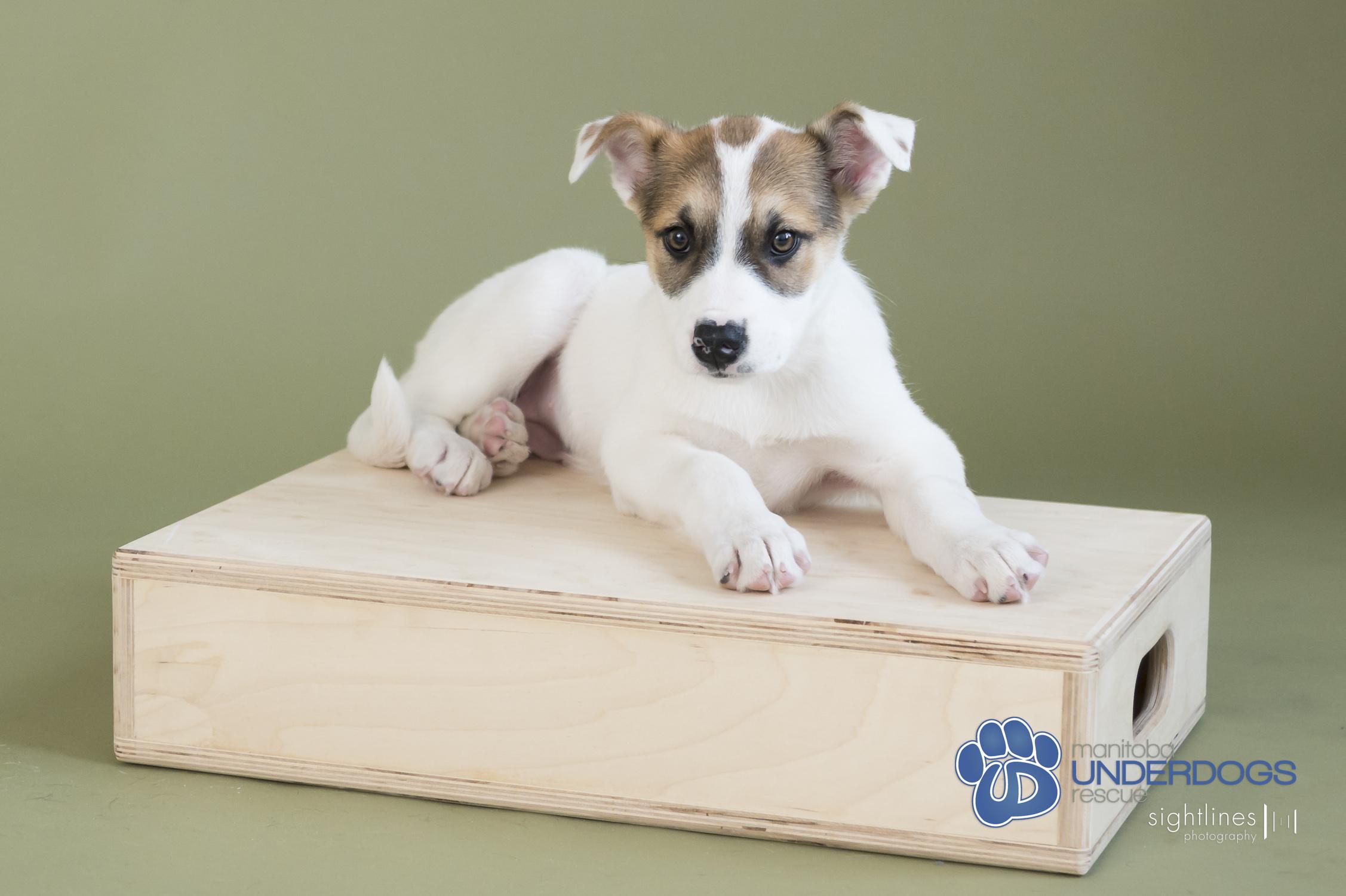 Astrid, Baby Female Labrador Retriever