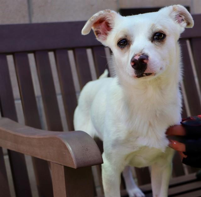 TIKI, Adoptable, Young Male Chihuahua.