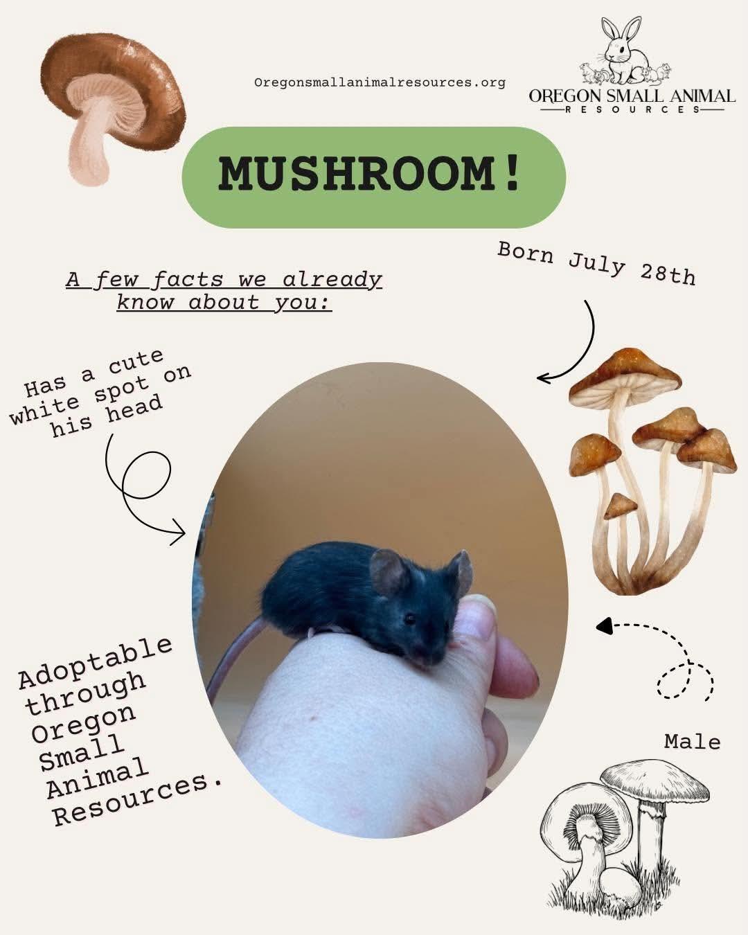 Mushroom, ADOPTABLE, Baby Male Mouse.