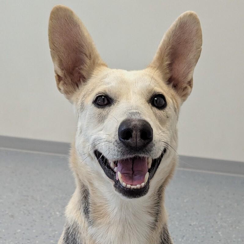 Lennox, Adoptable, Adult Female Mixed Breed.