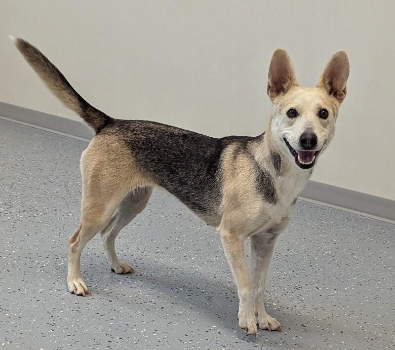 Enlarge Lennox, a Adoptable Mixed Breed in Yankton, SD image 2/4