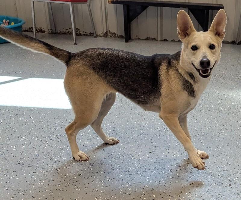Enlarge Lennox, a Adoptable Mixed Breed in Yankton, SD image 3/4