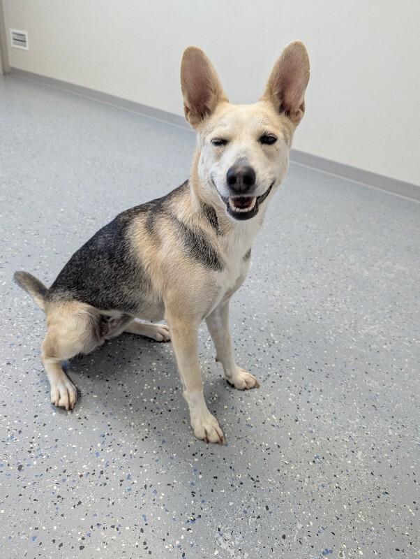 Enlarge Lennox, a Adoptable Mixed Breed in Yankton, SD image 4/4