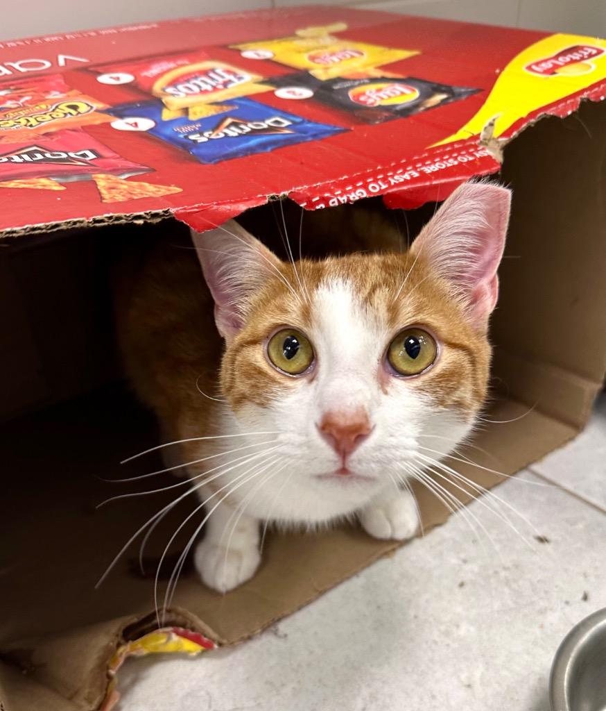 Ricky, Adoptable, Young Male Domestic Short Hair.