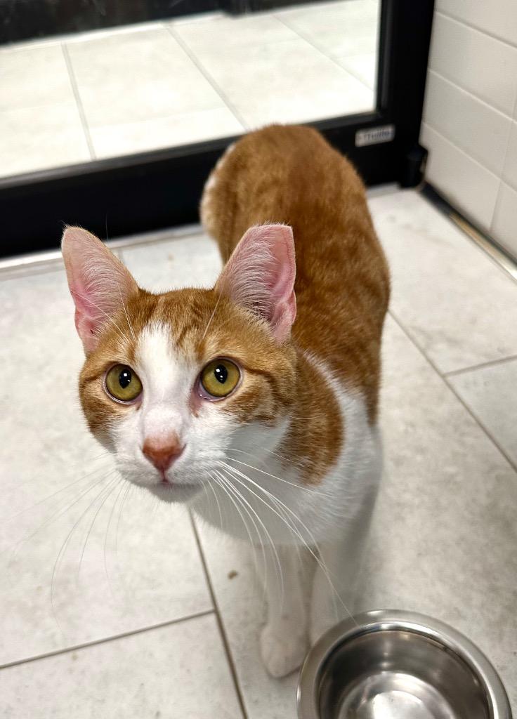 Ricky, Adoptable, Young Male Domestic Short Hair.