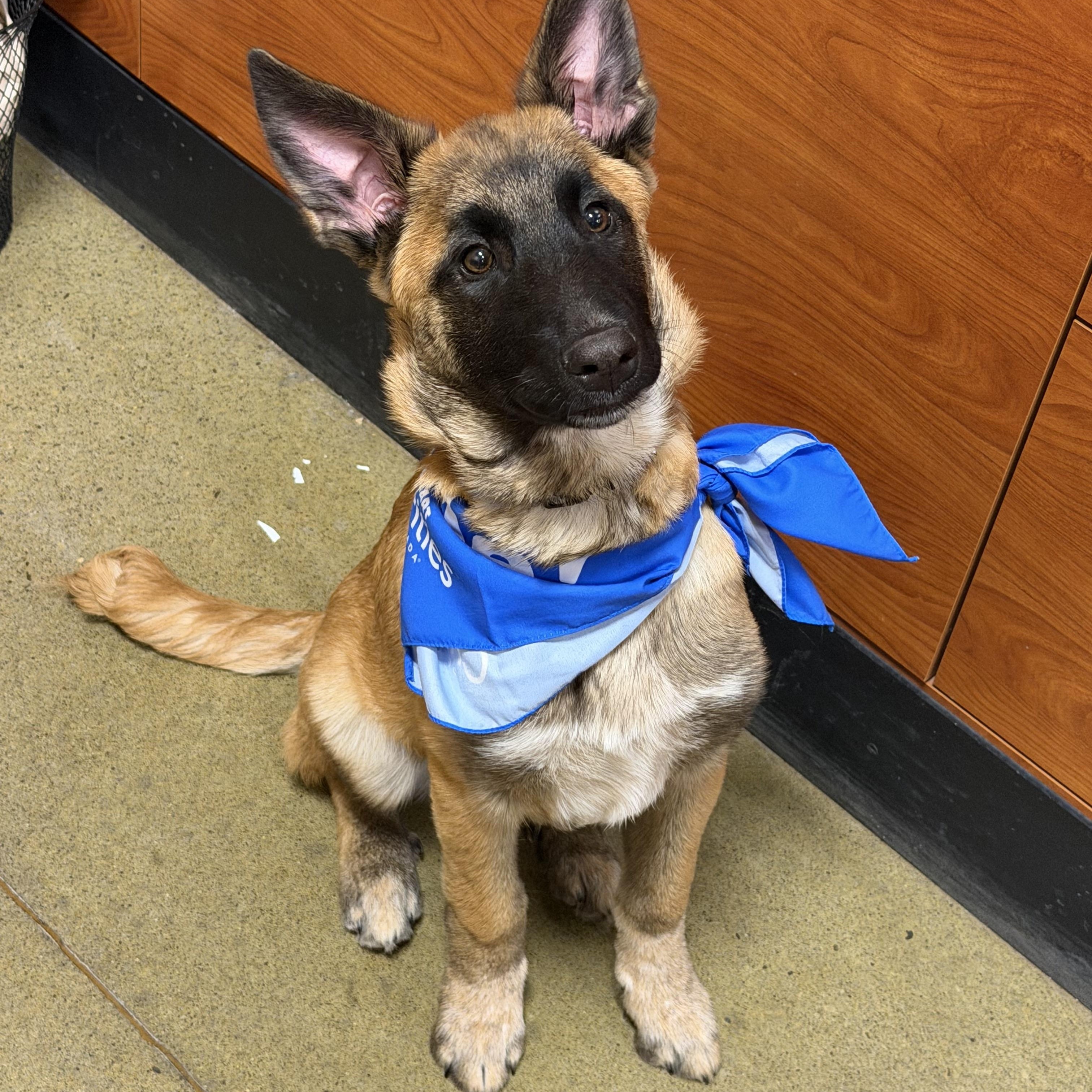 Tango, ADOPTABLE, Puppy Male Shepherd & Belgian Shepherd / Malinois.