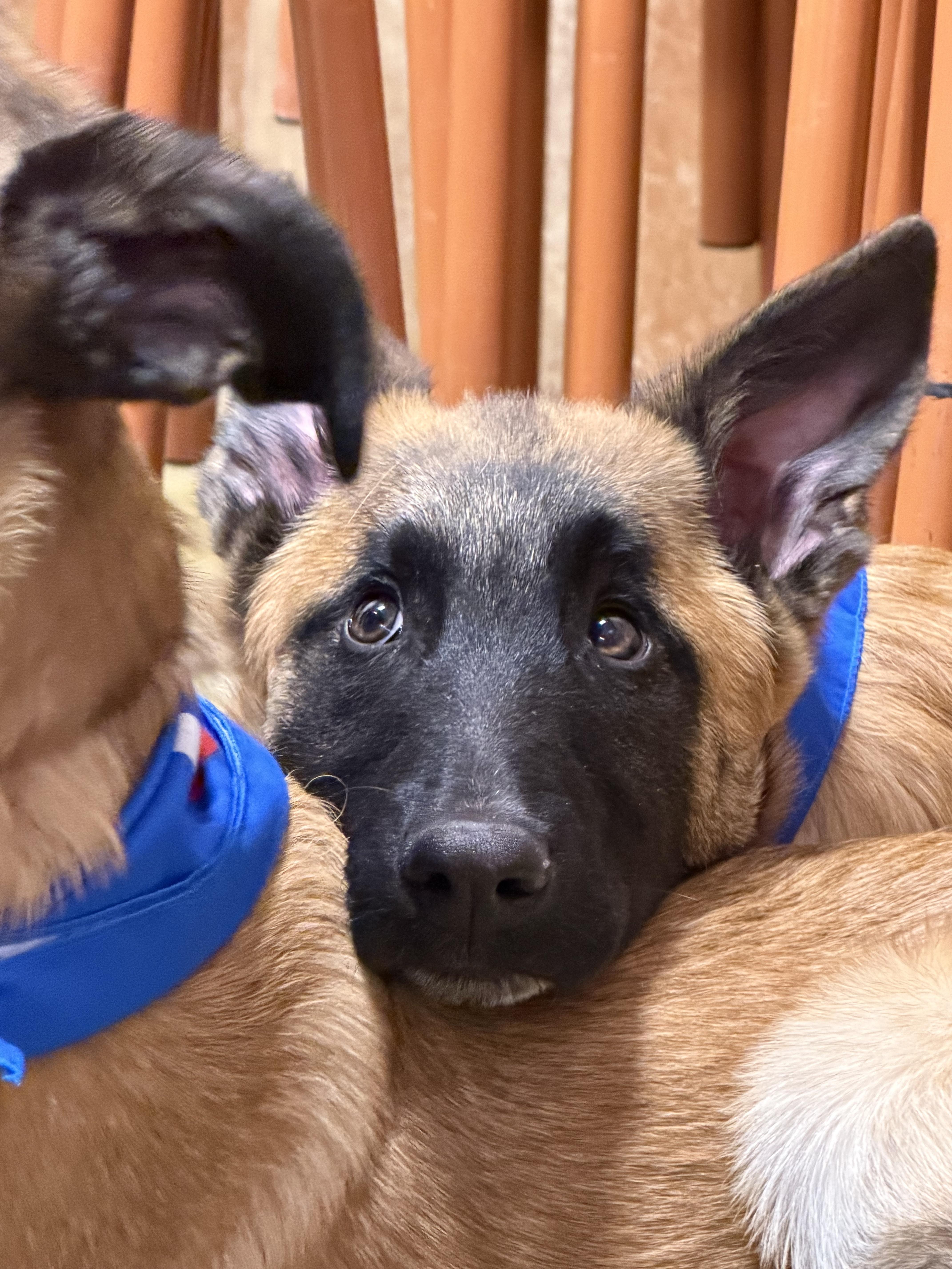 Enlarge Tango, a ADOPTABLE mixed breed in Oshawa, ON image 2/3