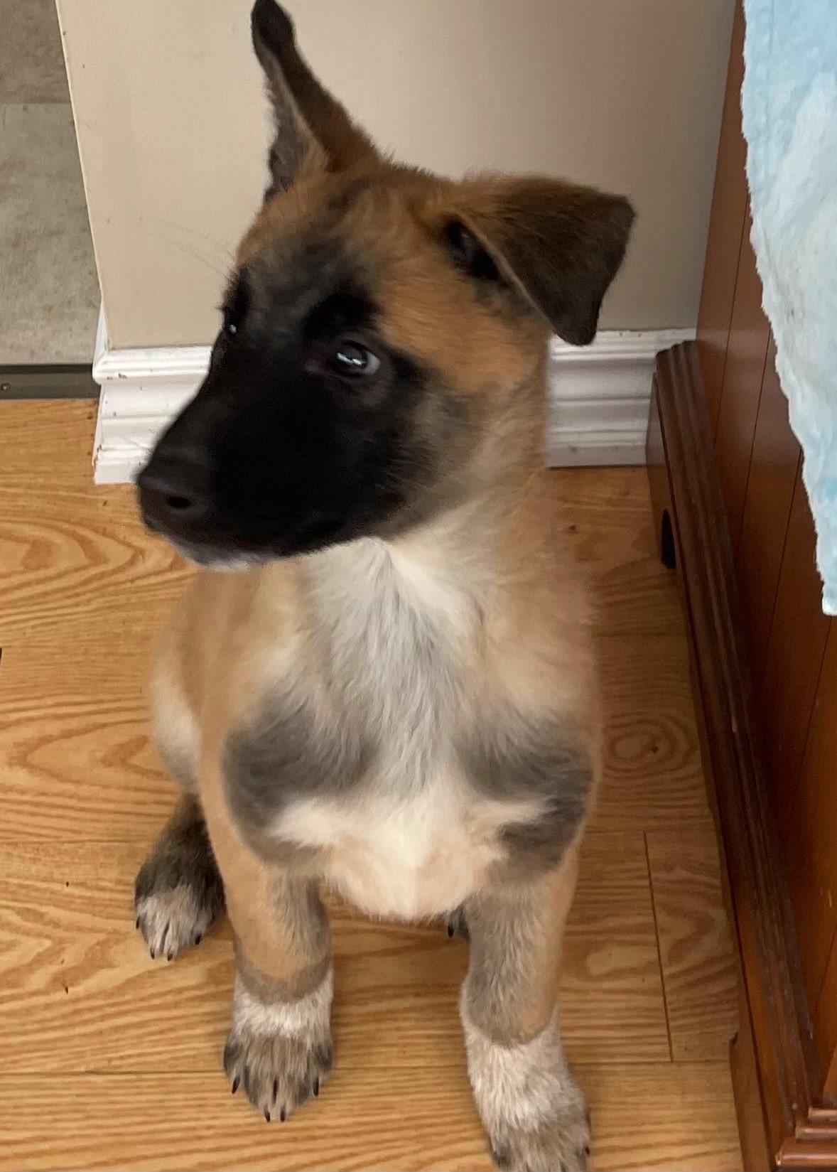 Enlarge Tango, a ADOPTABLE mixed breed in Oshawa, ON image 2/3