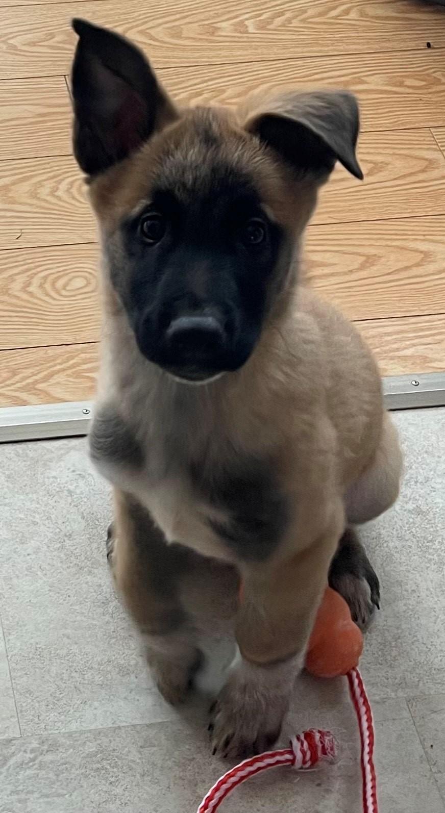 Tango, ADOPTABLE, Puppy Male Shepherd & Belgian Shepherd / Malinois.