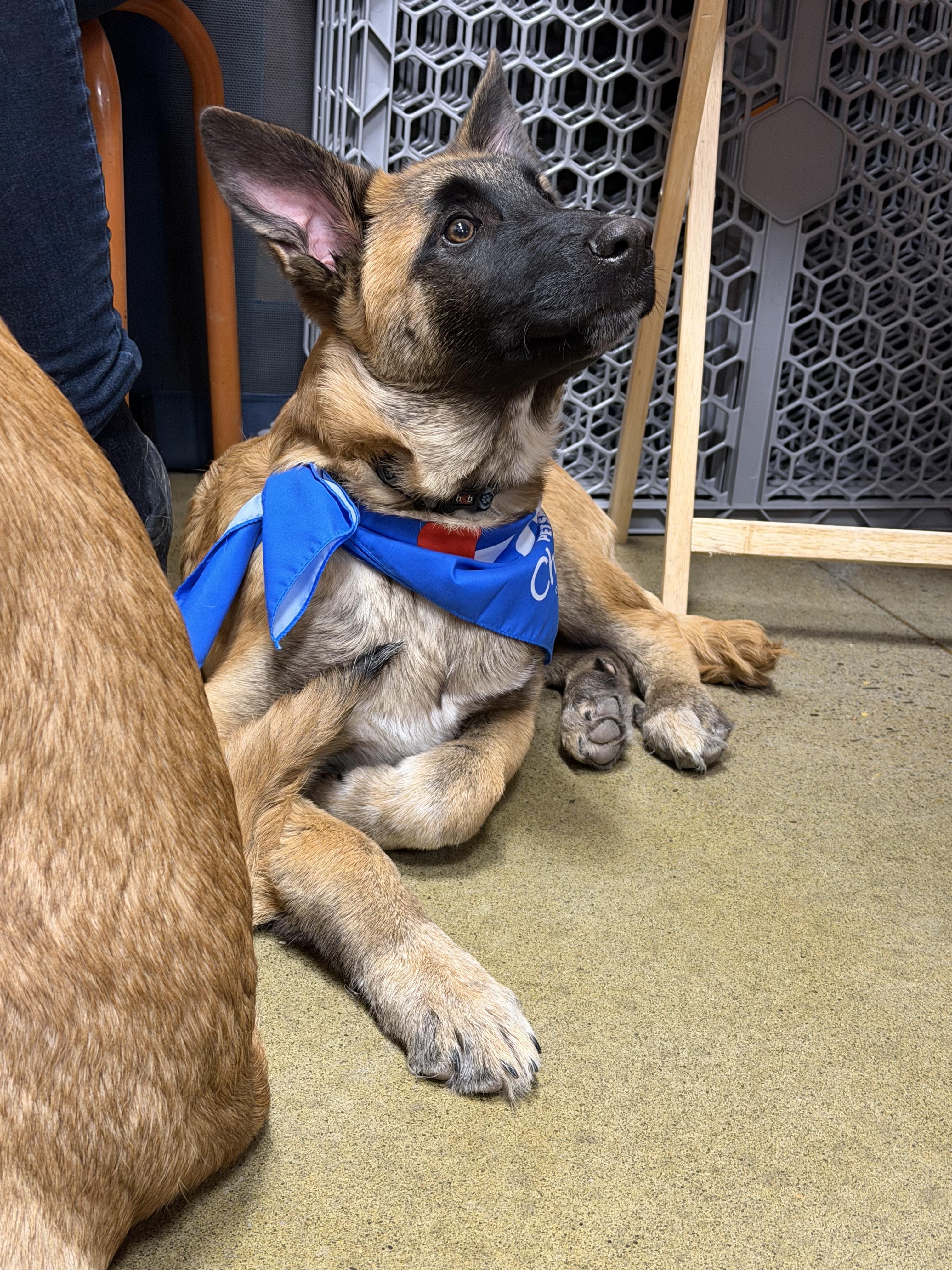 Enlarge Tango, a ADOPTABLE mixed breed in Oshawa, ON image 3/3