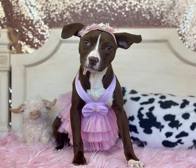 CINDY, Adoptable, Young Female Pit Bull Terrier & Chihuahua.