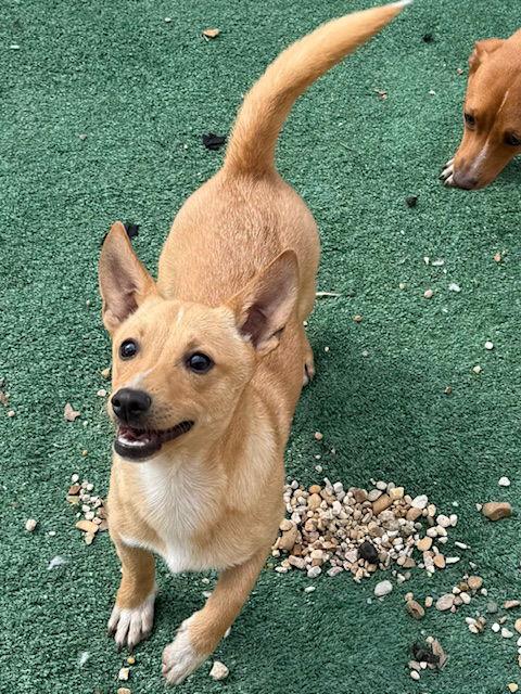 Enlarge Trembles Adams, a Adoptable mixed breed in Wakefield, RI image 1/3