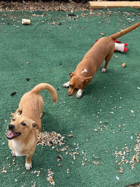 Enlarge Trembles Adams, a Adoptable mixed breed in Wakefield, RI image 2/3