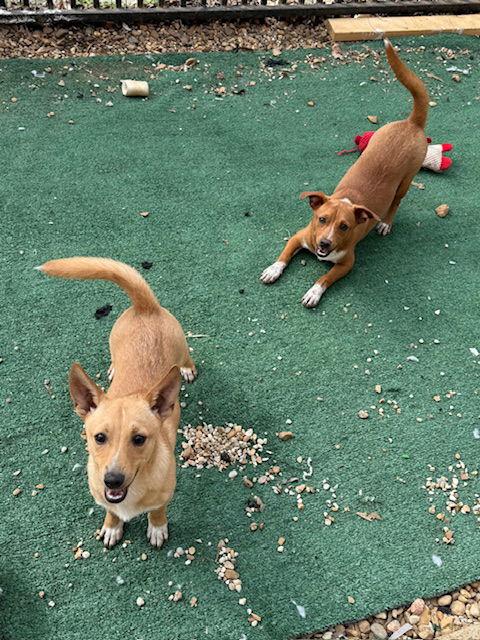 Trembles Adams — thumbnail 3