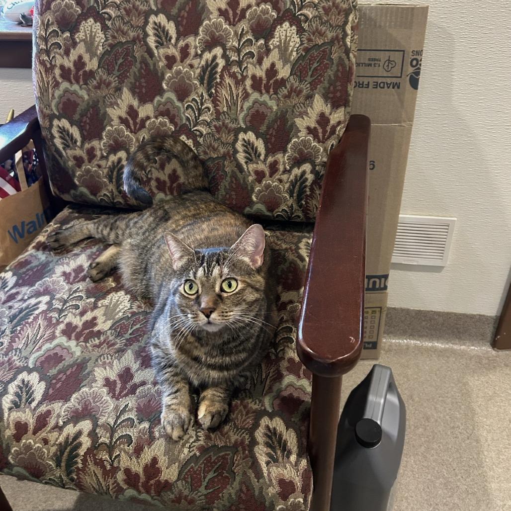 Enlarge Fleetwood (Calliope, Cosette, Parker), a Adoptable Domestic Short Hair in Manchester, CT image 1/6