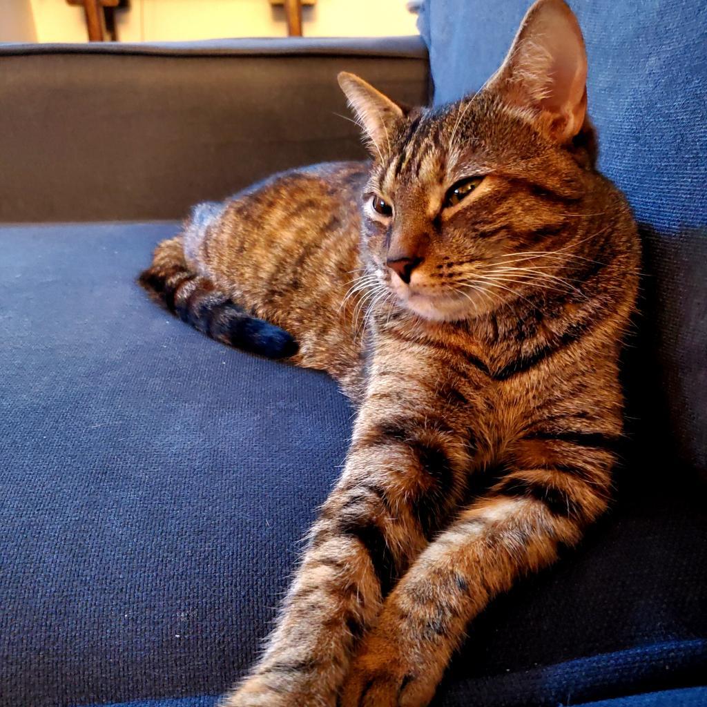Enlarge Fleetwood (Calliope, Cosette, Parker), a Adoptable Domestic Short Hair in Manchester, CT image 2/6
