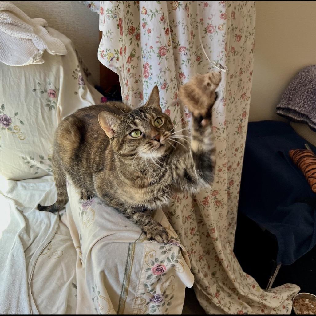 Enlarge Fleetwood (Calliope, Cosette, Parker), a Adoptable Domestic Short Hair in Manchester, CT image 3/6