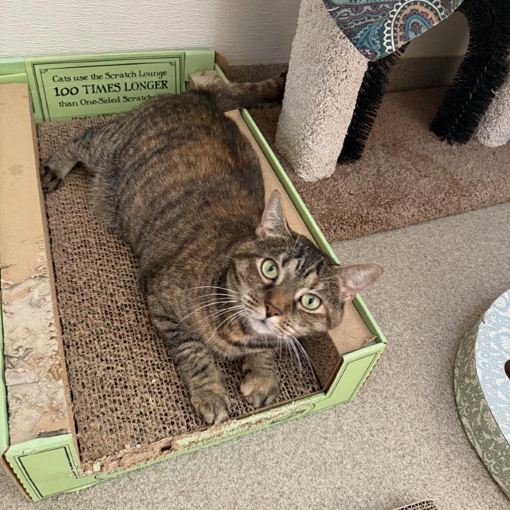 Enlarge Fleetwood (Calliope, Cosette, Parker), a Adoptable Domestic Short Hair in Manchester, CT image 5/6