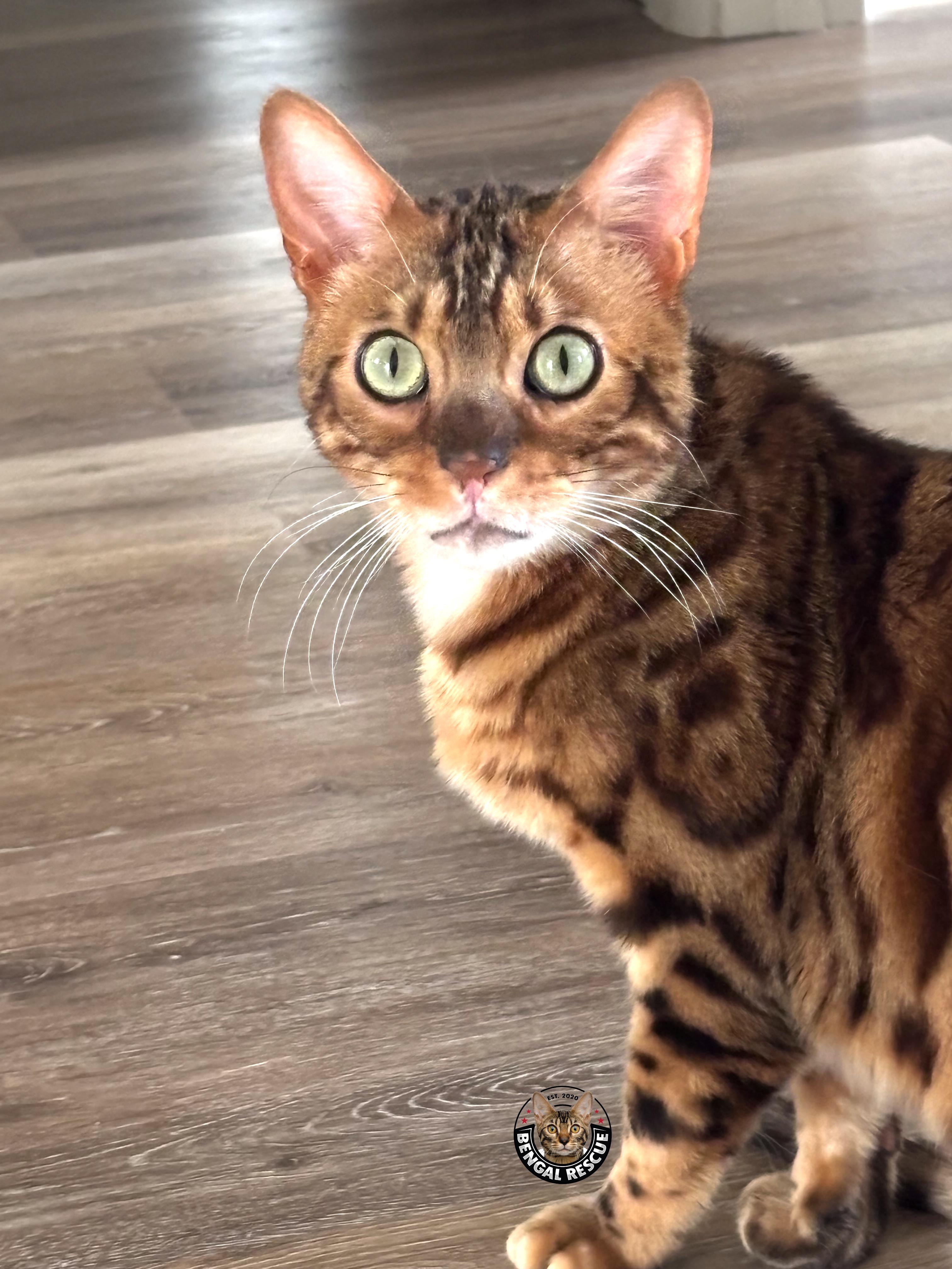 Dominic, a ADOPTABLE Bengal in Salt Lake City, UT image 5/6