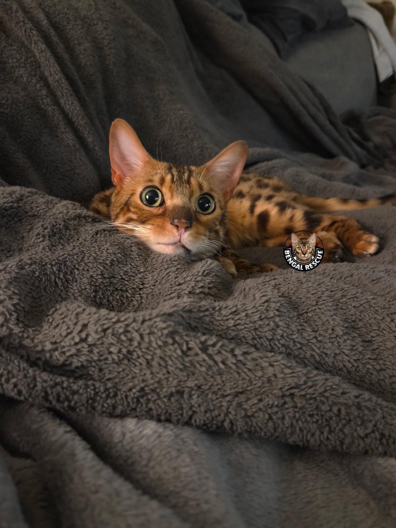 Dominic, a ADOPTABLE Bengal in Salt Lake City, UT image 3/6