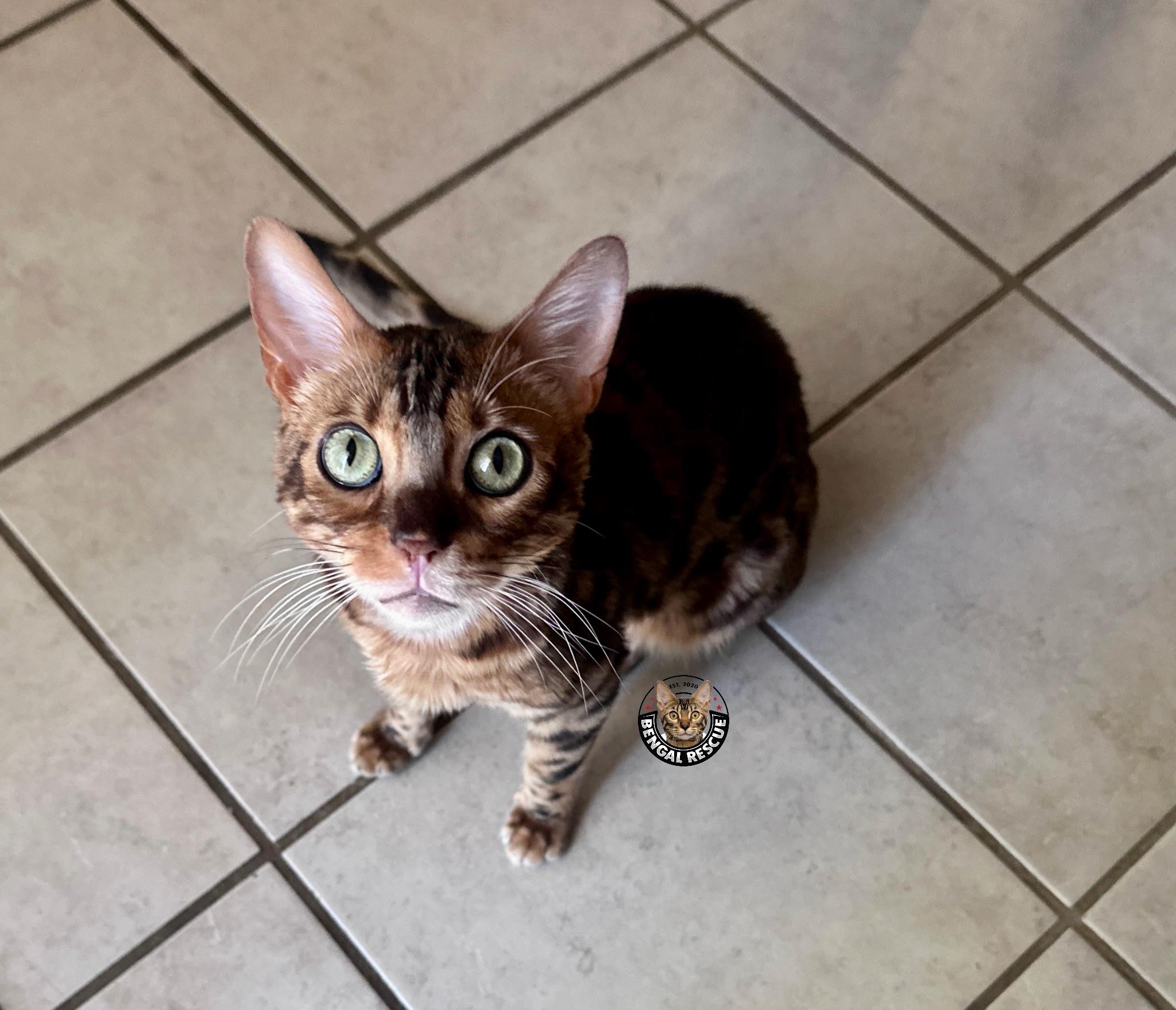 Dominic, a ADOPTABLE Bengal in Salt Lake City, UT image 2/6