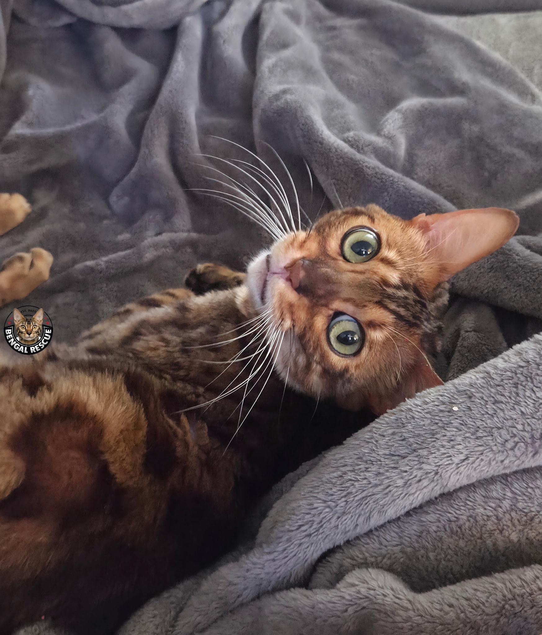 Dominic, a ADOPTABLE Bengal in Salt Lake City, UT image 4/6