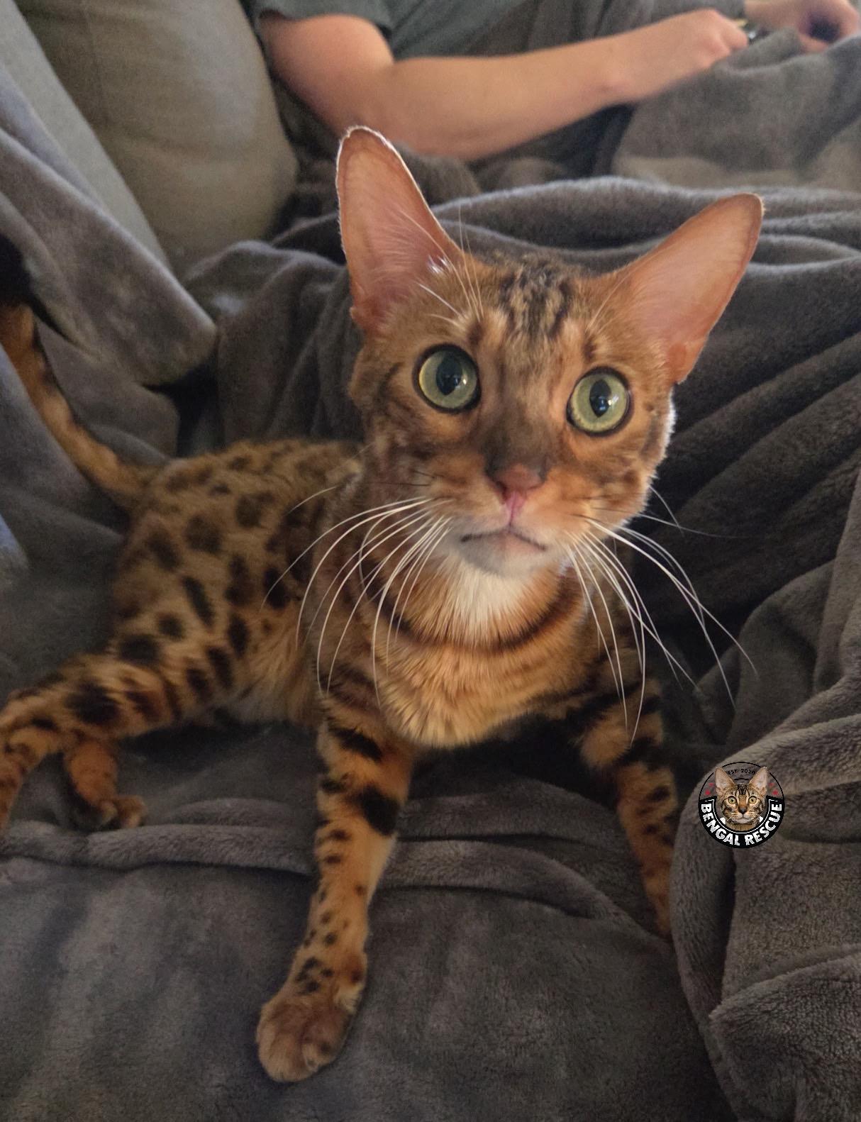 Dominic, a ADOPTABLE Bengal in Salt Lake City, UT image 6/6