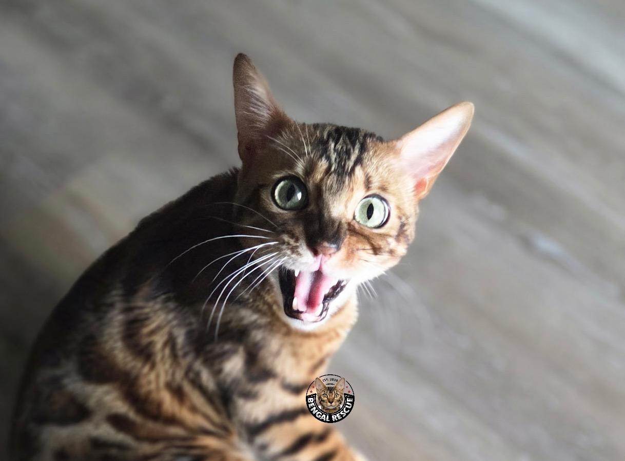 Dominic, ADOPTABLE, Young Male Bengal.