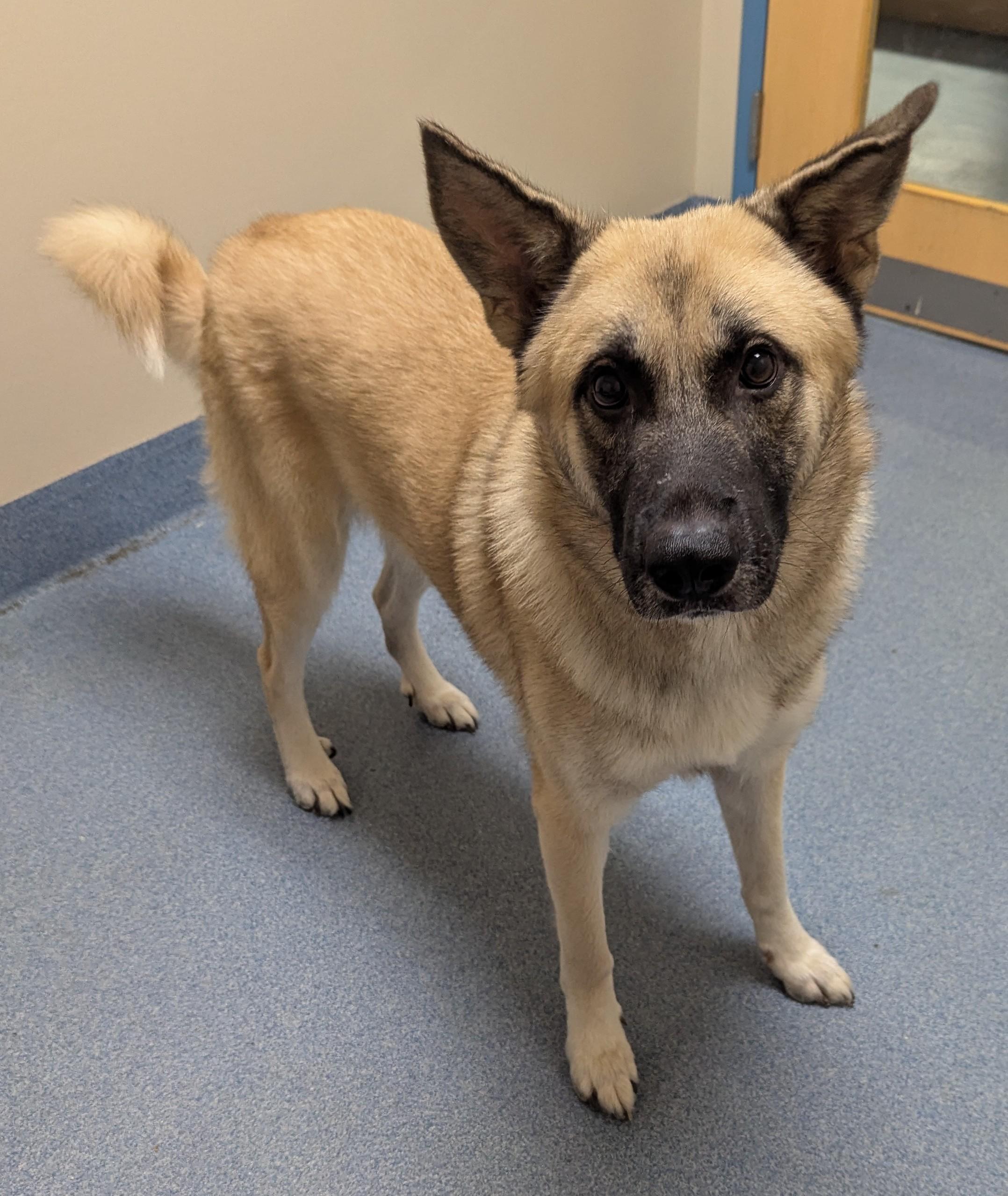 Egon, adopted, Adult Male Shepherd.