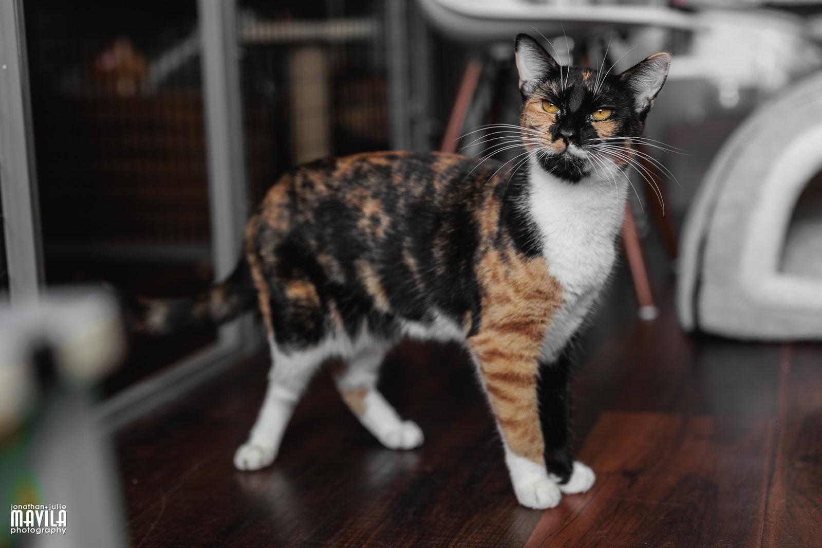 Citrine, Adopted, Adult Female Calico & Domestic Short Hair.