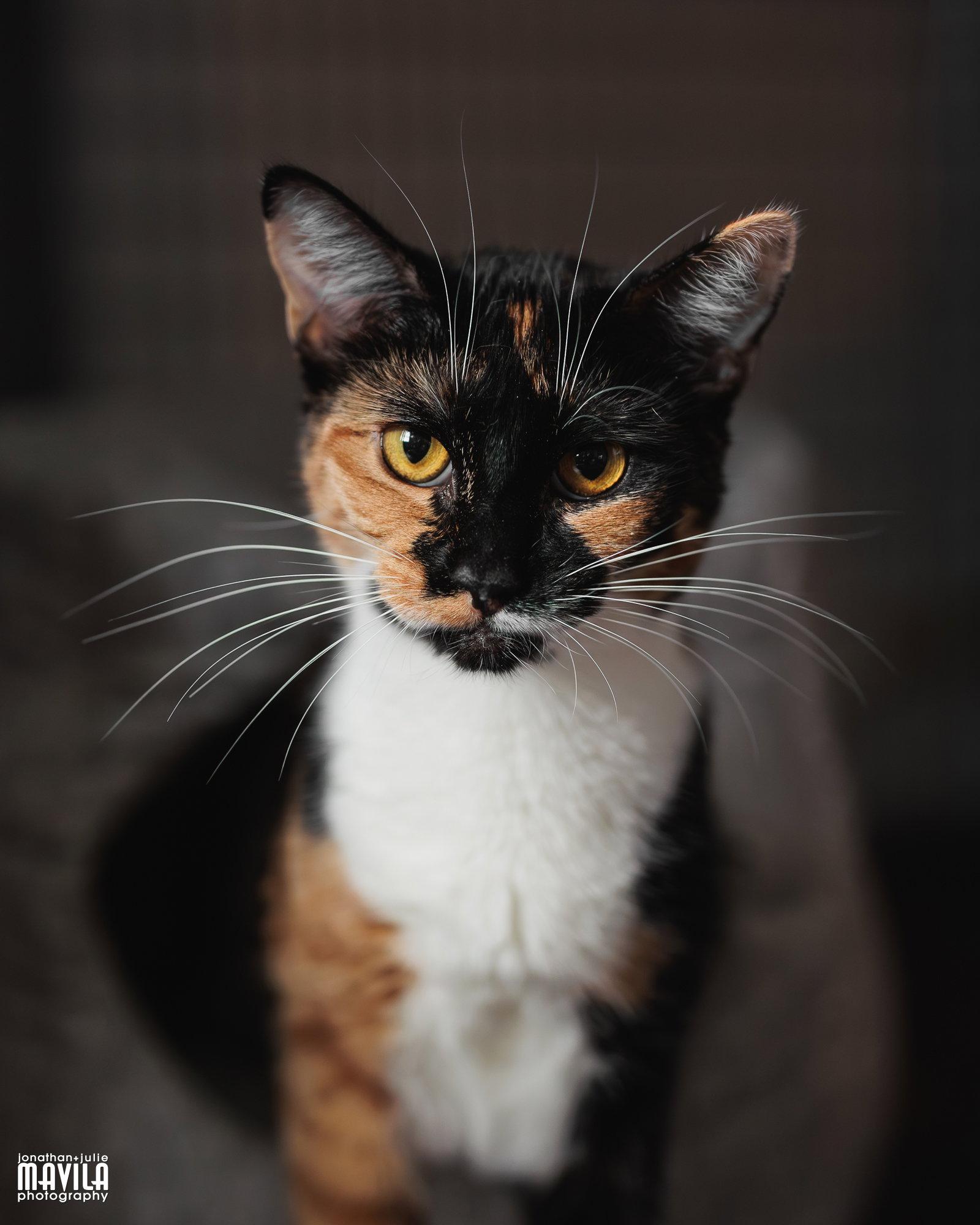 Citrine, a Adopted mixed breed in Lighthouse Point, FL image 2/3