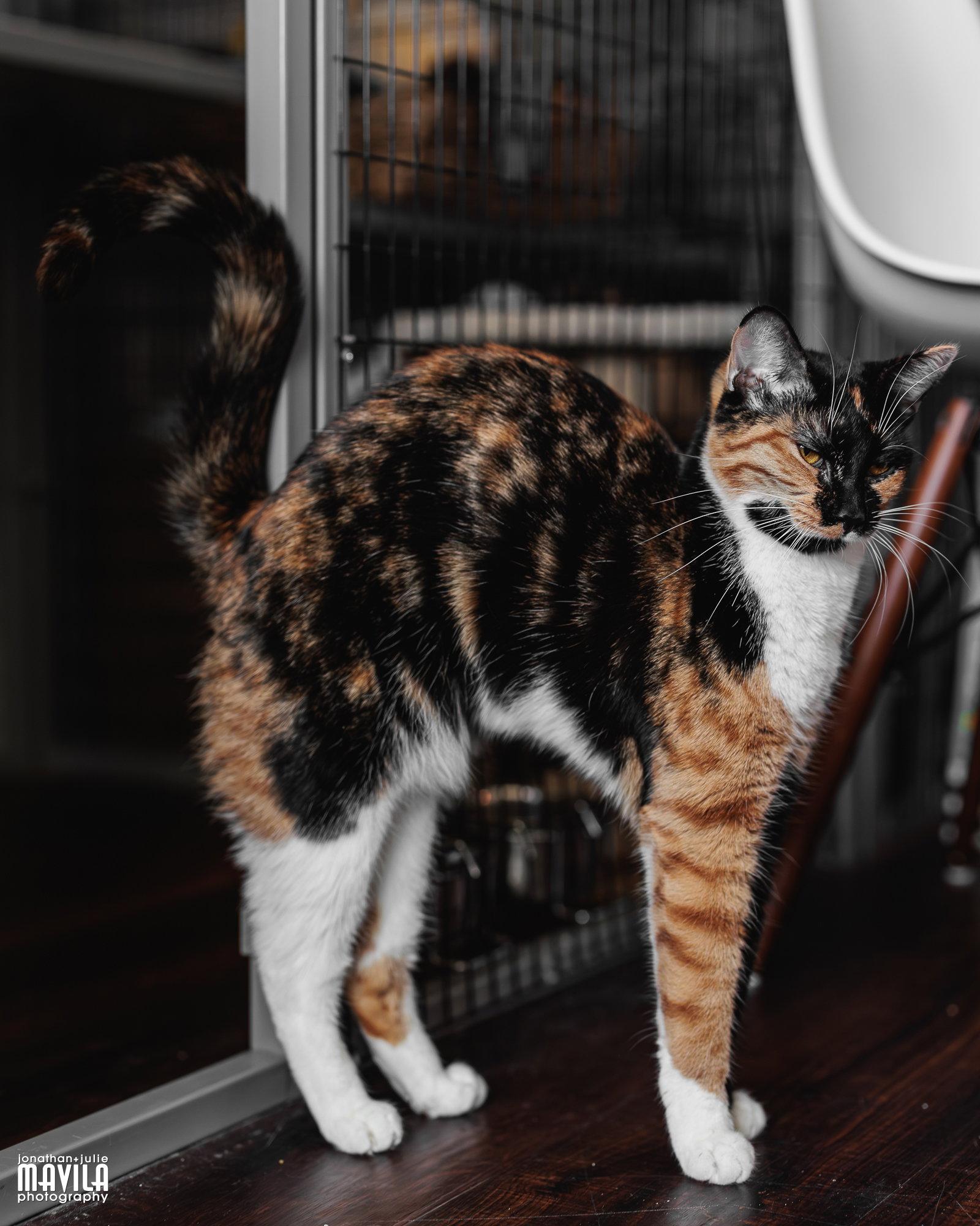 Citrine, a Adopted mixed breed in Lighthouse Point, FL image 3/3
