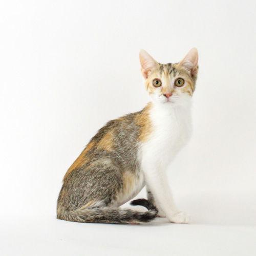 Pecan Sandie, Adoptable, Kitten Female Domestic Short Hair.