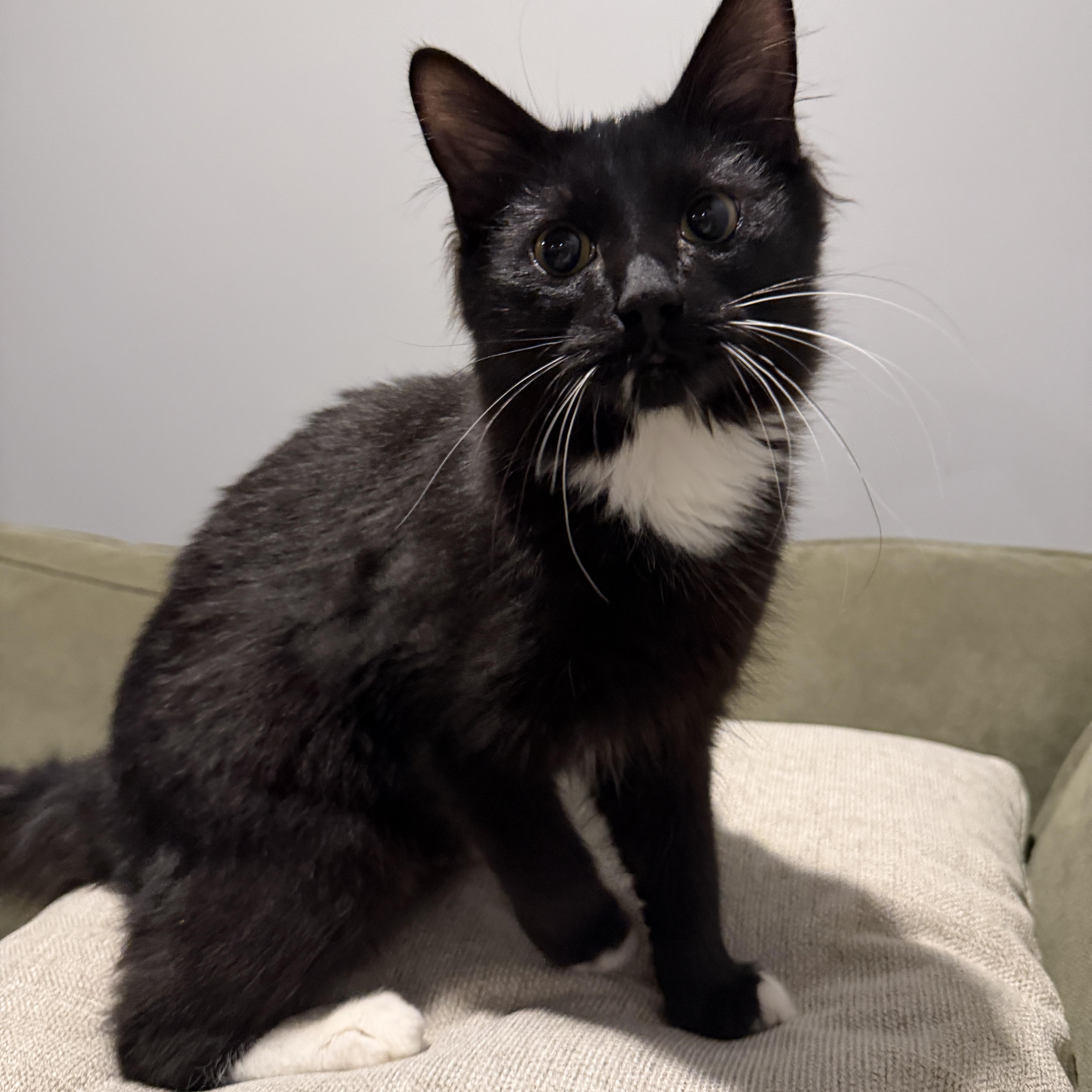 Phineas, an adopted Domestic Medium Hair in Johnston , RI image 6/6