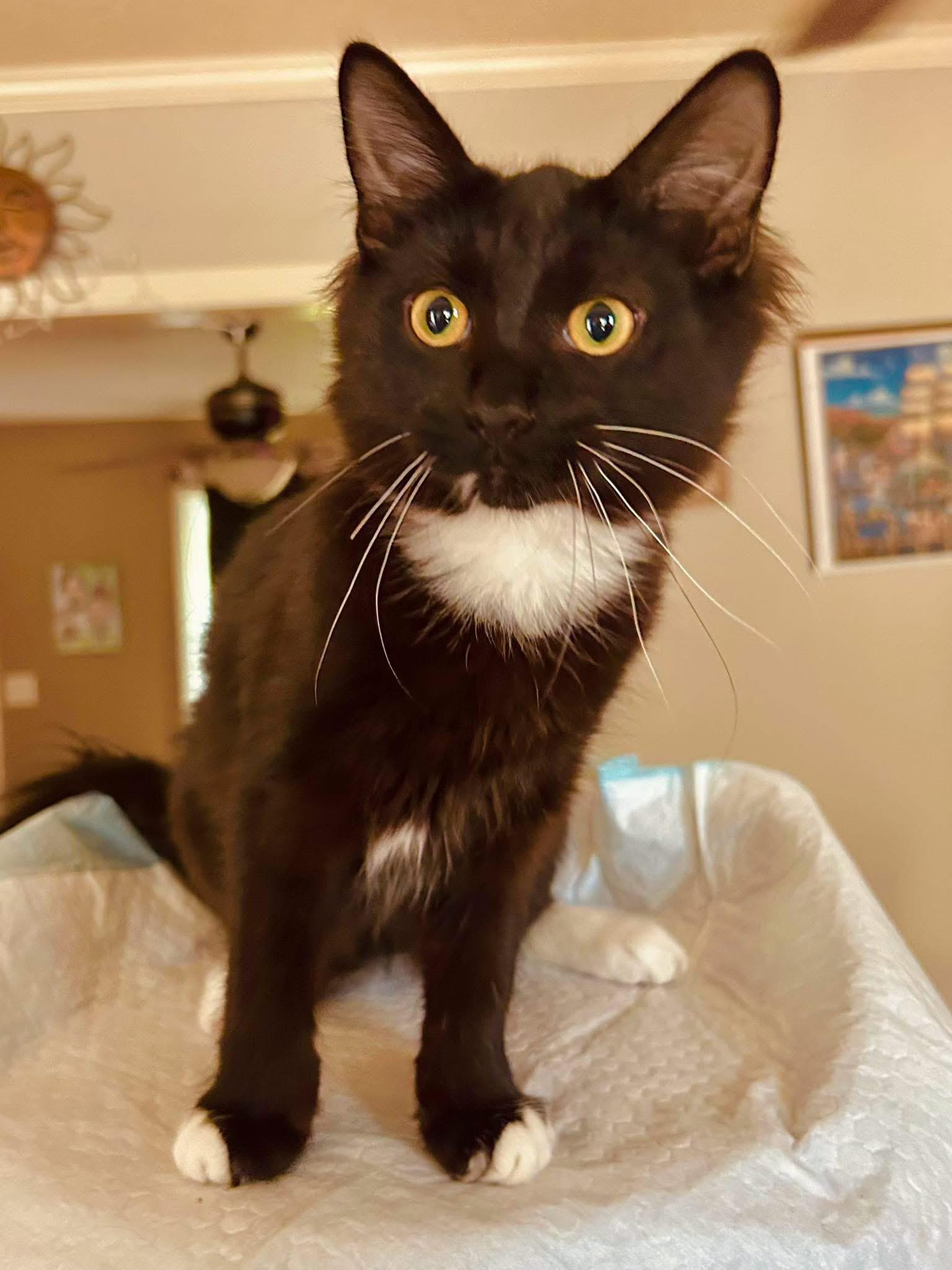 Phineas, adopted, Young Male Domestic Medium Hair.
