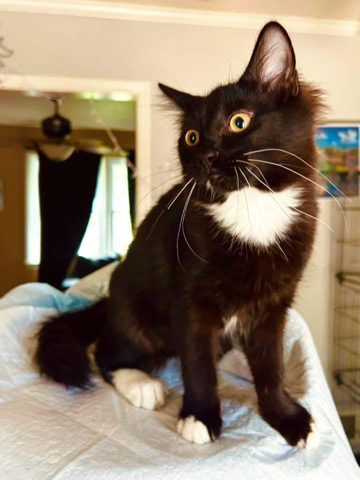 Phineas, an adopted Domestic Medium Hair in Johnston , RI image 5/6