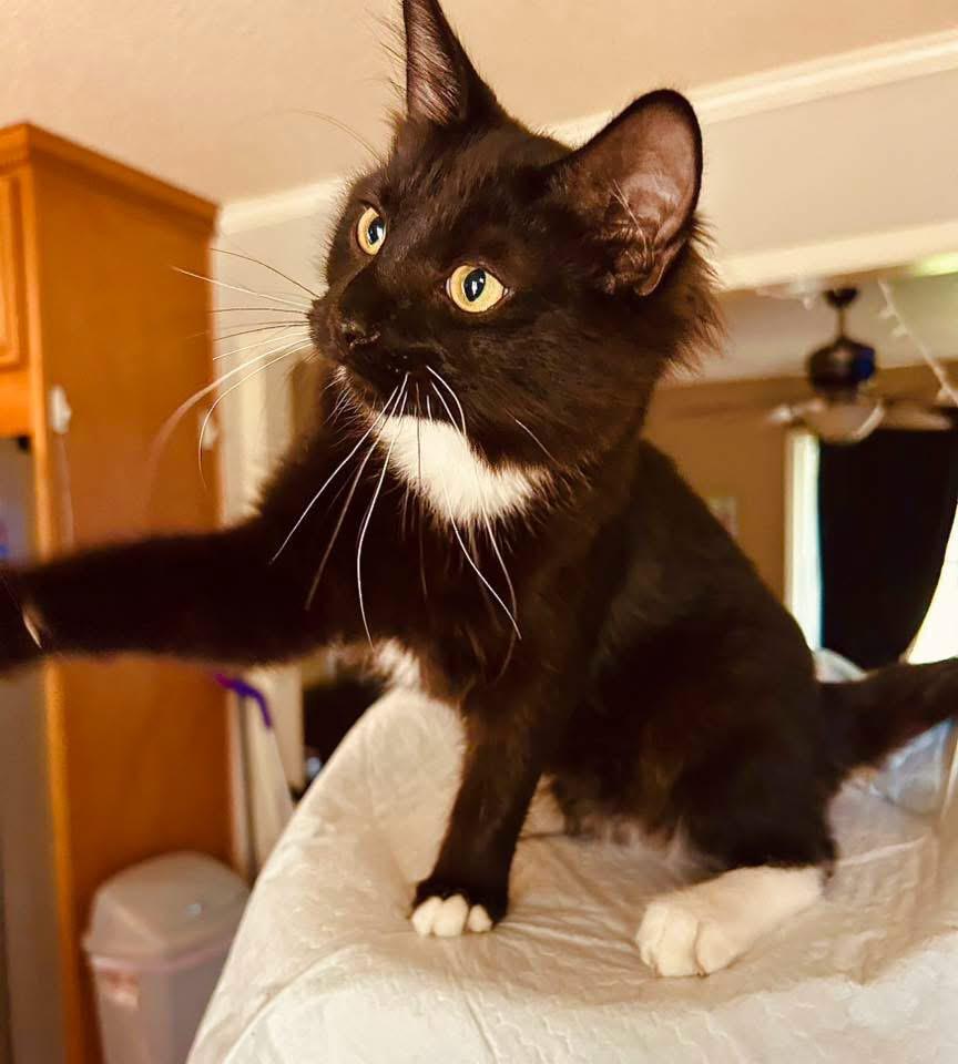 Phineas, an adopted Domestic Medium Hair in Johnston , RI image 2/6