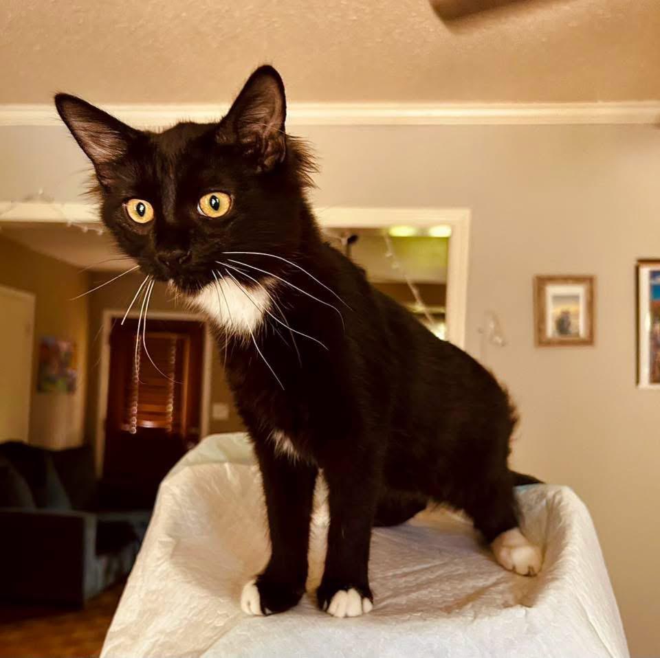 Phineas, an adopted Domestic Medium Hair in Johnston , RI image 4/6