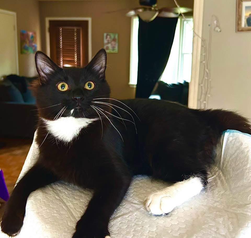 Phineas, an adopted Domestic Medium Hair in Johnston , RI image 3/6